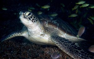 North Sulawesi-2018-DSC04365_rc- Green turtleTortue Verte - Chelonia mydas